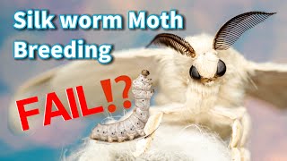 Breeding silkworm moths FAIL | Bombyx Mori