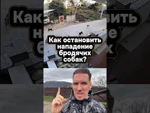 Как остановить нападение бродячих собак! #собака #нападение #лайфхак #безопасность
