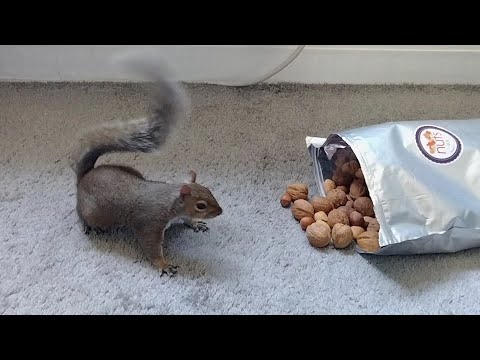 Squirrel's reaction to finding the nut stash