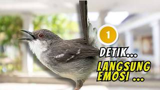 Download lagu Burung CIBLEK GACOR NGEBREN Pancingan Ciblek Semi bahan Agar Gacor mp3