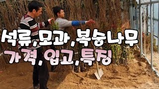석류 모과 복숭아나무  입고 및 가격 소식 (키움묘목농원)