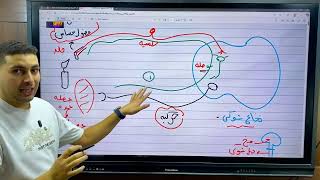 شرح الانقباض العضلي ونظرية هكسلي الجزء الثاني من الحركة في الانسان احياء تال