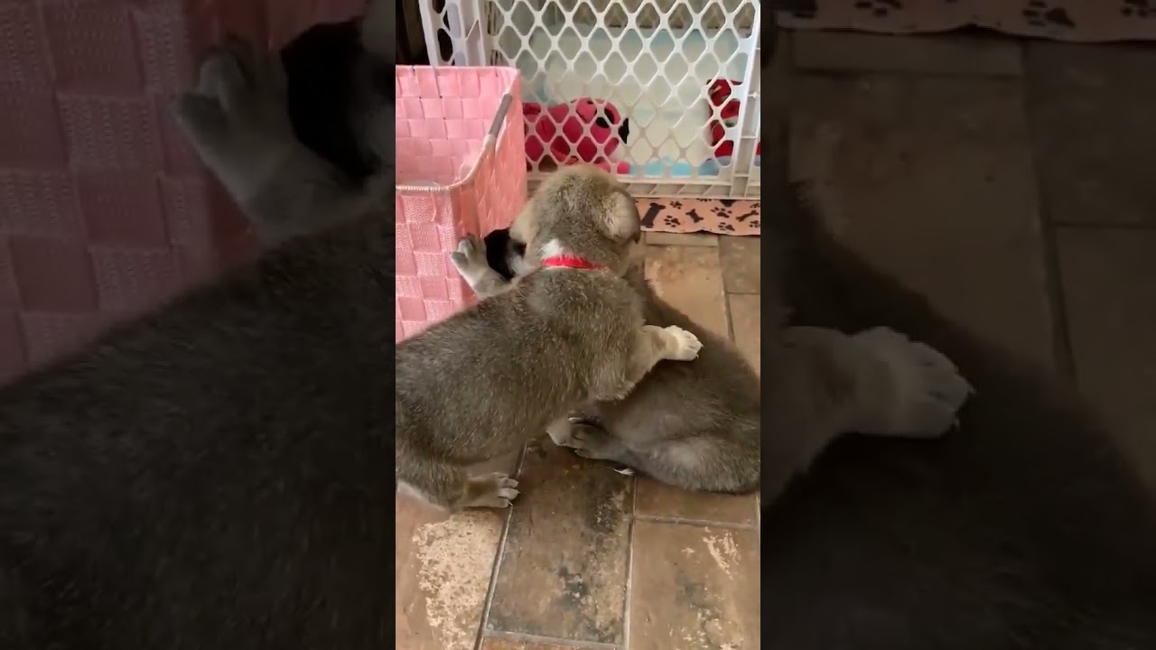 Enlarge Meeko, an adopted Shepherd in Winchester, VA video 6/6