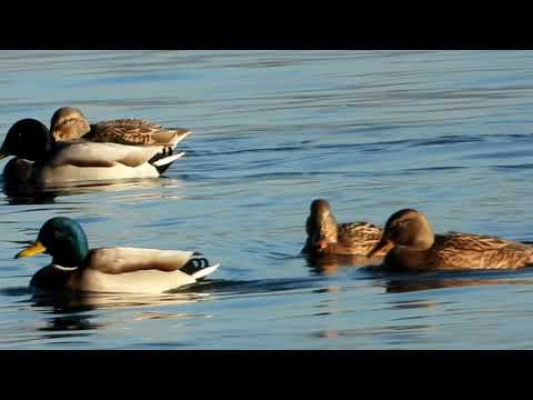 Kačica divia (Anas platyrhynchos) — druhový portrét v prirodzenom biotope