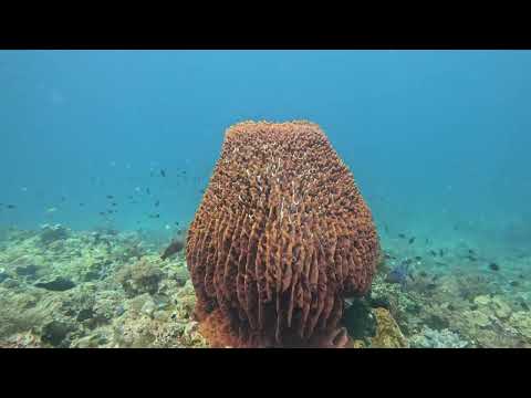 Huge Pot Shaped Coral
