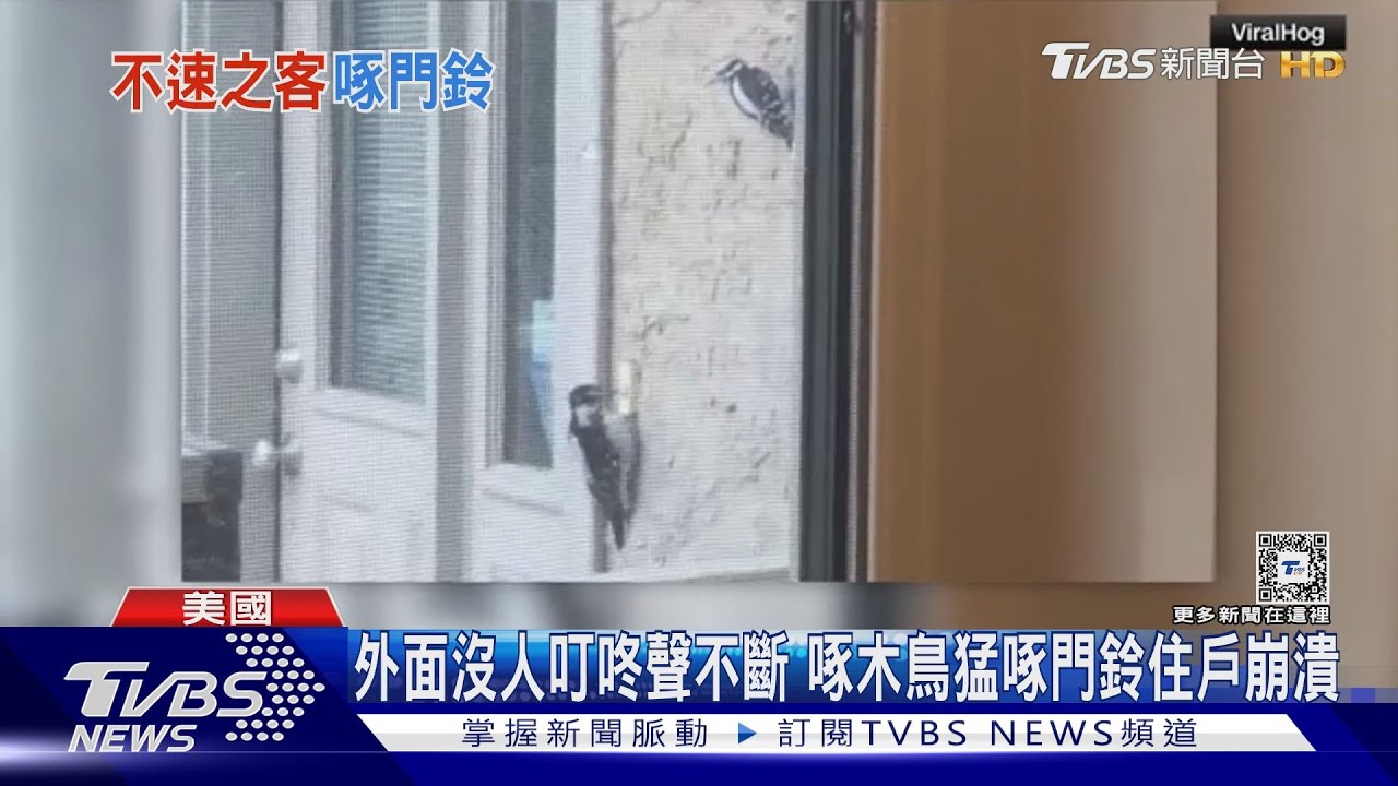 外面沒人叮咚聲不斷　啄木鳥猛啄門鈴住戶崩潰