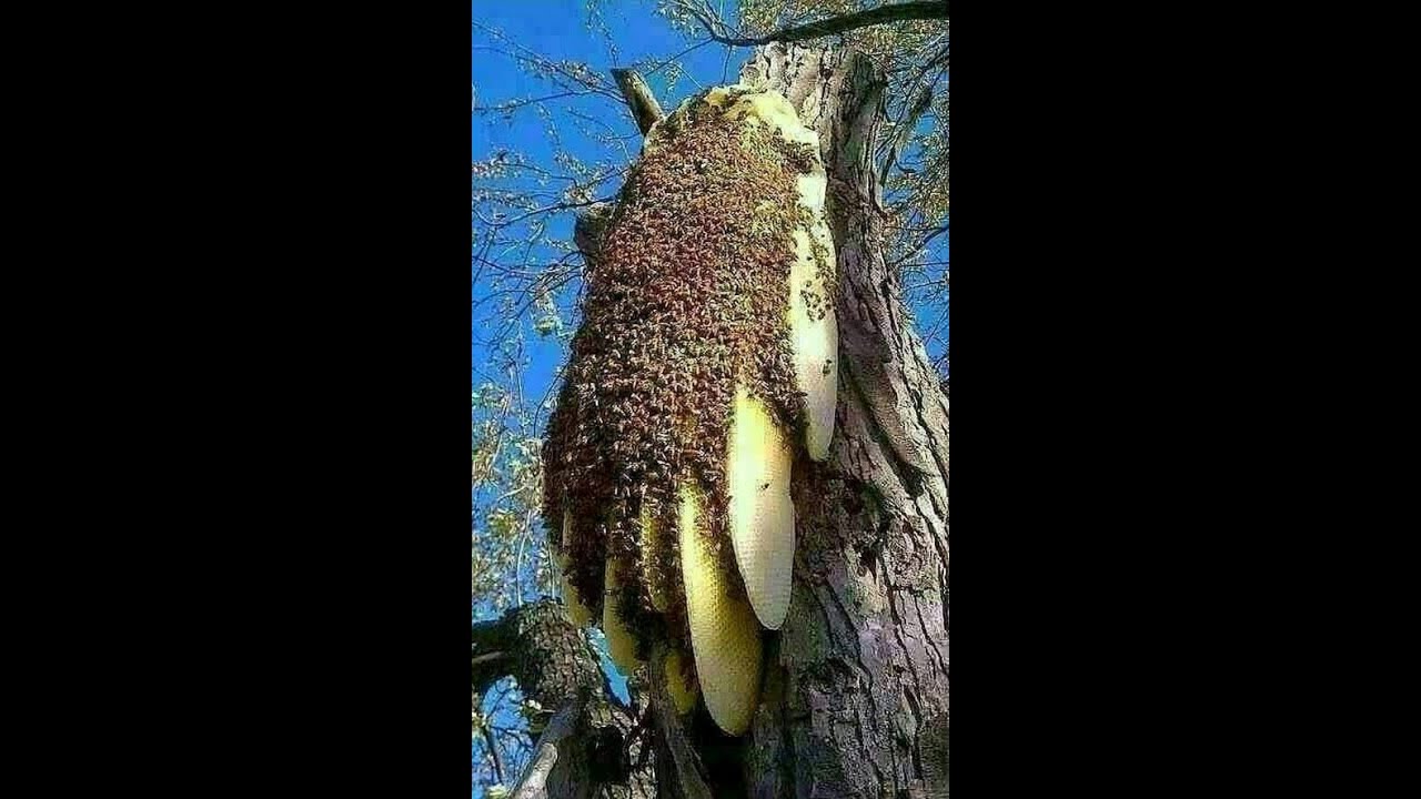 лечитесь пчёлами!