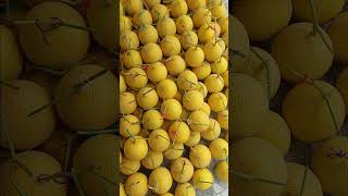 Download lagu 🍈🍈🍈 PANEN MELON PREMIUM DI BOGOR mp3