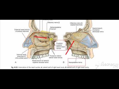 Nasal nerve supply 4