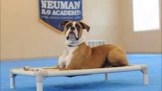 Dawg (Boxer) Dog Training Video Demonstration