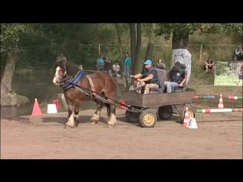 Vozatajská jízda - Video z MČR chladnokrevných koní 2016 jednospřeží