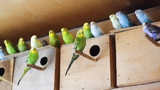 Поведение волнистых попугаев после установки гнезд | Behavior of budgie after placed nest box