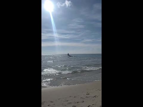 Small plane makes emergency landing at Boca Raton beach