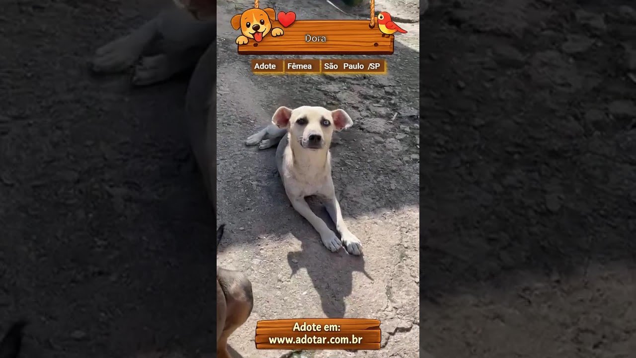 Cachorro raça SRD-ViraLata idade 1 ano nome Dora