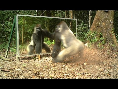 Silverback always shows aggressiveness towards mirrors - Le dos argenté agresse toujours son reflet