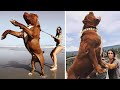 10 Largest And Most Powerful Dogs In The World