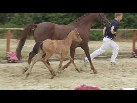 Auktionsfohlen Nr 78 SF v. A new Star I – Campari