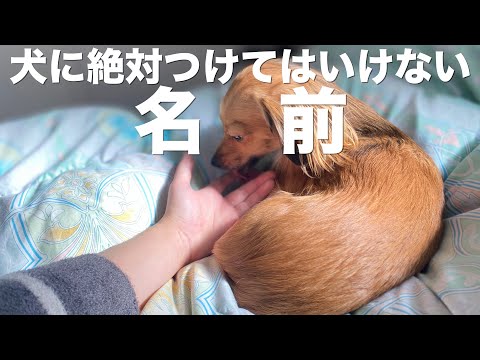 4本足の友達にぴったりの犬の名前を見つけるにはどうすればよいですか?