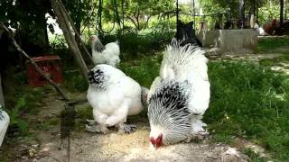 brahma light , chicken breeds, BRAHMA CHICKEN - AGROKOTA.GR / panaconic dmc TZ10