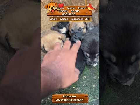 Vídeo de Athena Apolo Atlas Shelby apollo apollinho