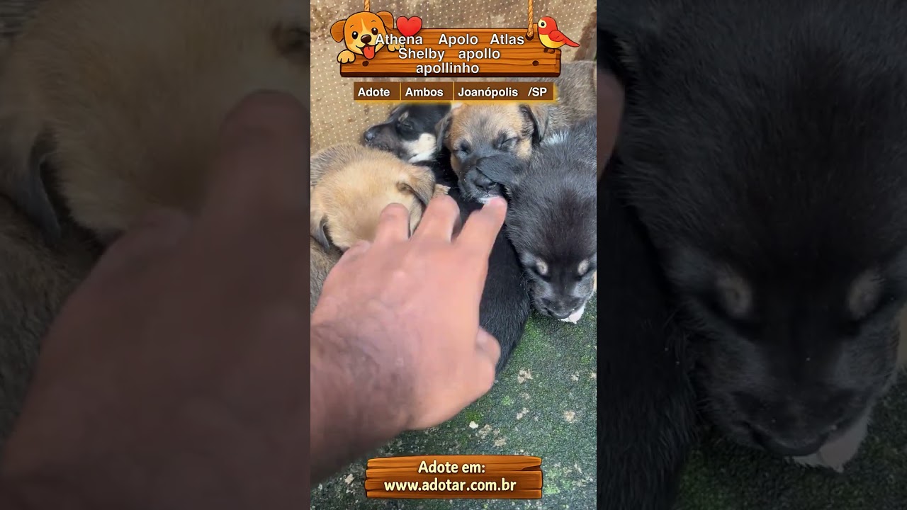 Cachorro raça SRD-ViraLata idade 2 a 6 meses nome Athena Apolo Atlas Shelby apollo apollinho