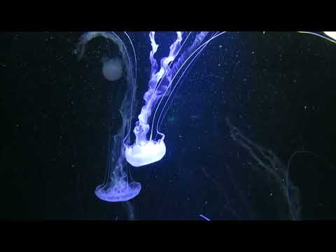 Citizen Kain - Demons Of Phangan [ Just This ]