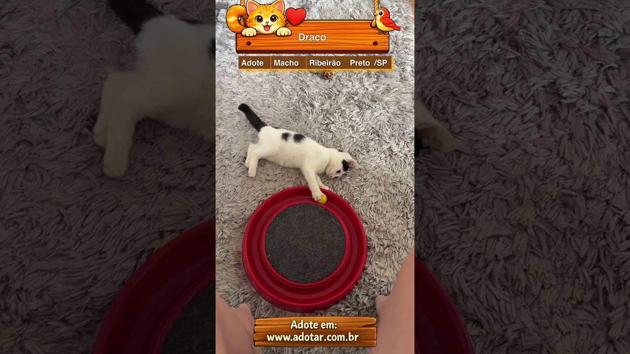 Gato raça SRD-ViraLata idade 2 a 6 meses nome Draco