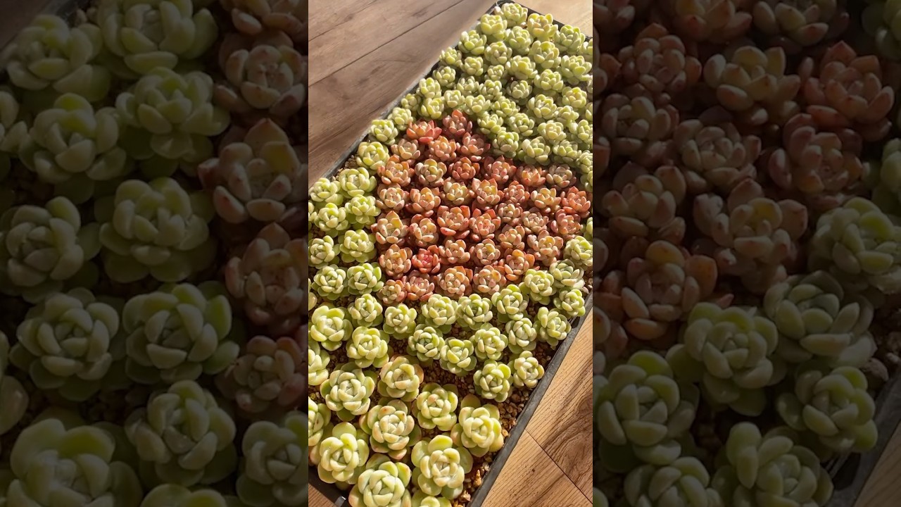 Simple succulent decor ideas for your home 🪴#shorts