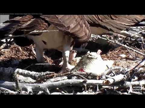 Hellgate Osprey Nest Iris feeds chick first little bite of fish 11:08am MDT 6-3-2017