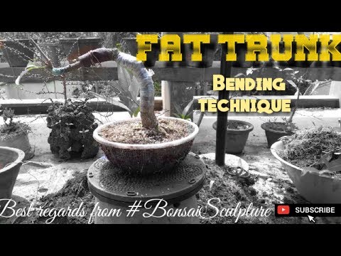bonsai trunk bending | bending techniques