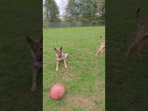 Liesel Plays With Nacho & His Brothers! #germanshepherd #puppylife #happypuppy #shorts #sillypuppy