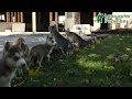 Siberian Husky dogs for sale: Maxwell - Video 1