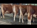 🔥Top Jersey Cows Lot - NEW VIDEO By ChopraDairyFarm 70096-45902
