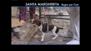 preview picture of video 'Velisti per caso -  la spiaggia libera per cani a Santa Margherita Ligure'