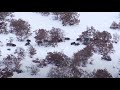 WILD BOAR HUNTING IN WINTER | KIŞIN DOMUZ AVLARI WILD BOAR HUNTING IN WINTER | KIŞIN DOMUZ AVLARI