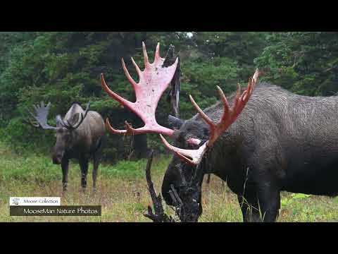 Best Moose Moments Part 1 | MooseMan Nature Photos Video
