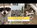 US Woman Calls Sheriff as 100 Raccoons Swarm Her Home!