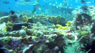 preview picture of video 'Mansinum Cross Wreck (40m long Japanese patrol boat), Manokwari, West Papua, 27 May 2012'