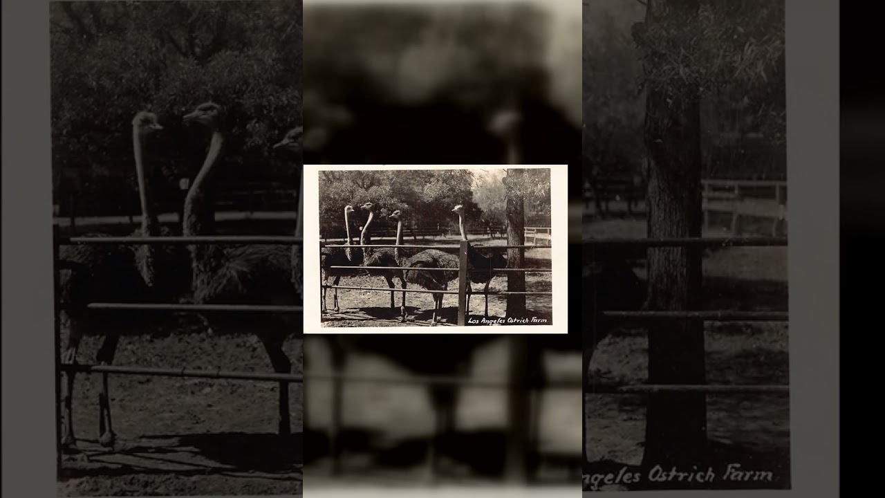 Los Angeles Ostrich Farm, Real Photo Postcard, Los Angeles, 1920s Video