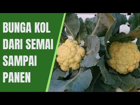 Tari perut cara untuk menurunkan berat badan Yaitu, untuk menurunkan berat badan setelah 50 tahun
