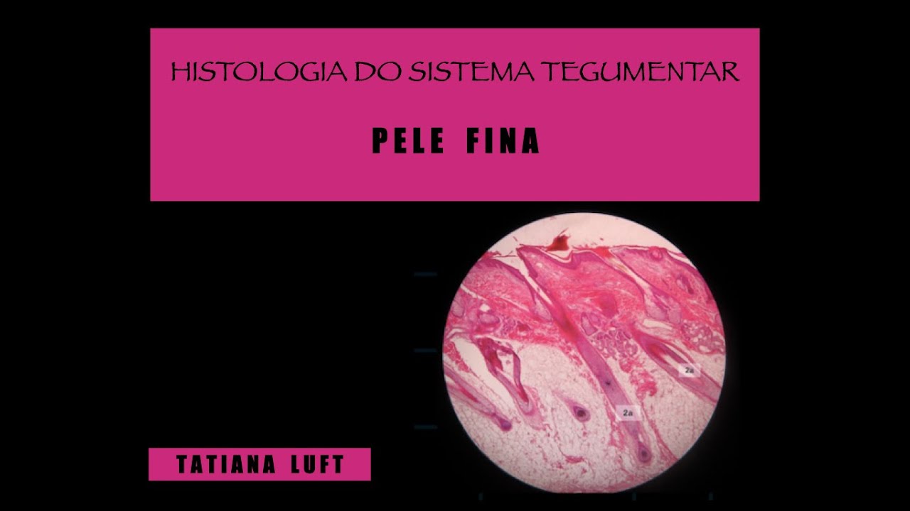 Sistema Tegumentar - Pele Fina