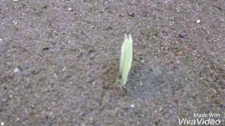 Butterfly with green eyes drinking water in my hand