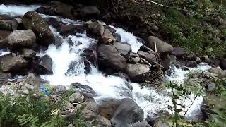 Download lagu Suara Walang Kecek Dan Gemericik Suara Air Sungai Mengalir Tenang Dan Jernih Video Alam Indah Asri mp3