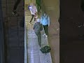 Politie zoekt vuurwerkgooier die vrouw op scootmobiel bijna raakt