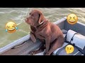 I Dare You Not To LAUGH At These FUNNY DOGS Best Funny Animals Videos 2025 95
