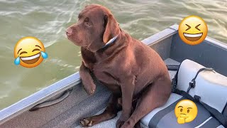 Je vous défie de ne pas rire de ces chiens drôles 🦮 - meilleures vidéos d'animaux drôles 2025