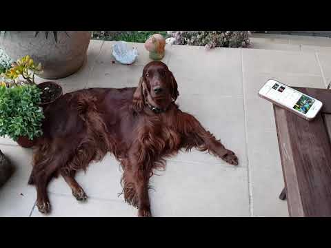 Emilio és a Gitano Live - Get down on it (Emilio -vs- Léna kutya)