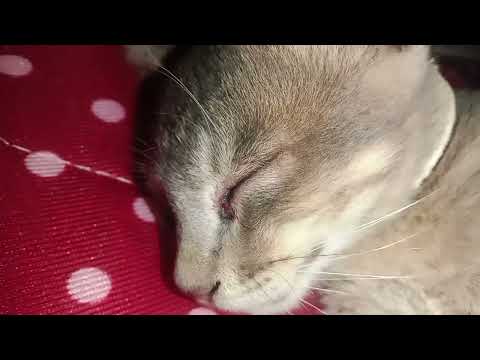 Kareena aaj bahut mere se mar kaya ..