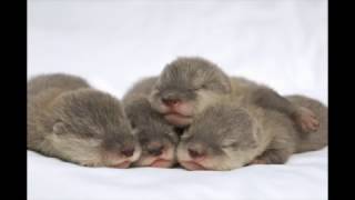 【100% EFFECT】 8 HOURS of Pet Lullaby for easily falling a sleep / Dog, Cat, Hamster Lullaby