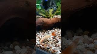 MEET CORY‼️😁 LOVELY EYE‼️ CORYDORAS || CHECK THIS OUT ‼️  #short